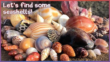 Finding Seashells at Low Tide | Rock Pools & Wracklines [Virtual Shelling]