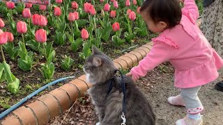 春を感じに娘と公園を散策する猫　ノルウェージャンフォレストキャット　A cat strolling in the park with owner's daughter to feel spring