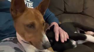 Basenji Cuddles