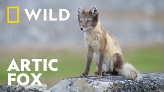 Male Artic Fox Catches Auks Great Migrations National Geographic Wild Uk