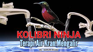 KOLIBRI NINJA Master isian Cililin, Lovebird dan Ciblek dengan suara air kran