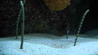 The Garden Eel - Quick Facts
