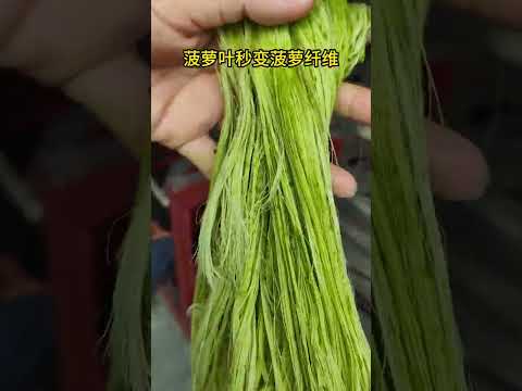 Pineapple leaves change into pineapple fiber in seconds machinefiber