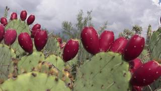 Lower Your Blood Sugar - My Abuelita Told Me