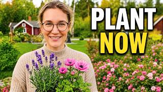 Planting for Next Summer | My Favorite Perennials & a Lavender Garden Design