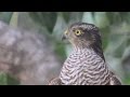 Inquisitive Sparrowhawk ניצה סקרנית गौरैया आँटी صقر العصفور