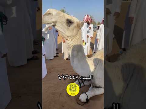 لقحه بيعت ب٣٧ الف حراج الهرش