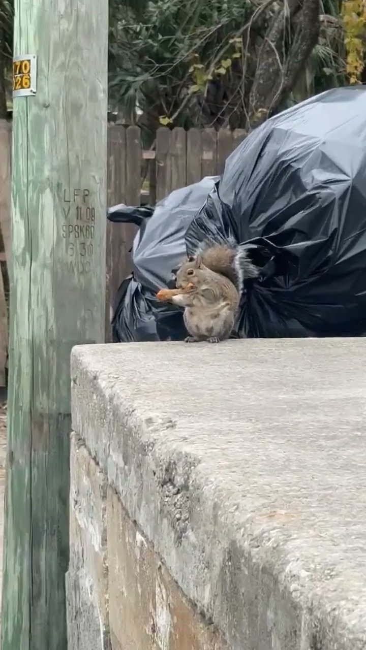 Squirrel Eats Chicken Drumstick || ViralHog