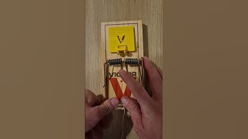 How to set up a rat trap by a professional #rat #rats #homeowner#pest #pestcontrol #phoenix