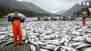 Atlantic Salmon Invasion: How 260,000 Escaped Created a $1 Billion Environmental Threat?