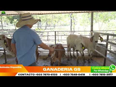 Ganadería GS Toretes importados de Costa Rica de ASOCEBU | El Salvador en el Campo