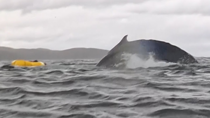 MUST SEE: Humpback whale briefly swallows kayaker in Chilean Patagonia