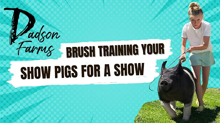 Training a showpig with a brush to make them walk faster.  #showpigs #livestockshow