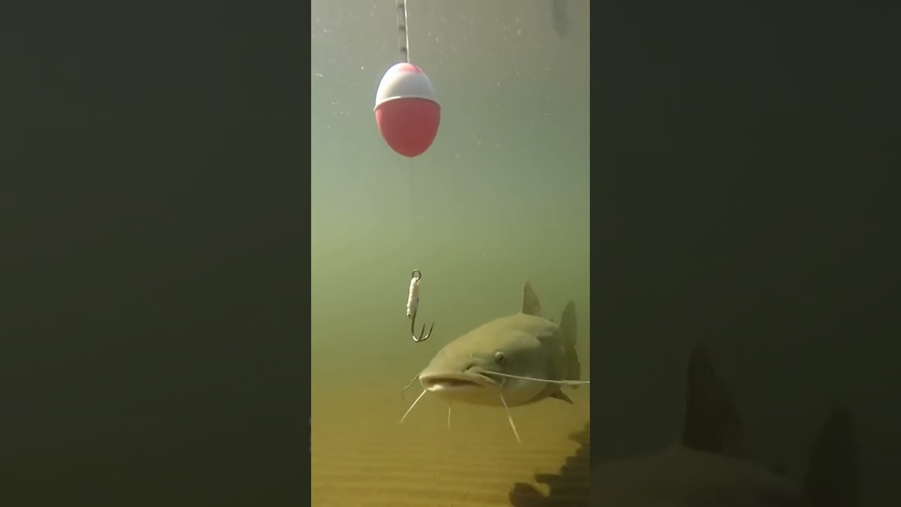 😱 CRAZY Fish BITE! You WON'T Believe This Monster Catch 