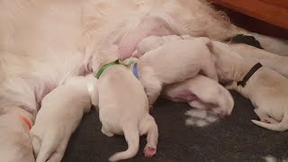 Golden Retriever Puppy Cam Live Stream