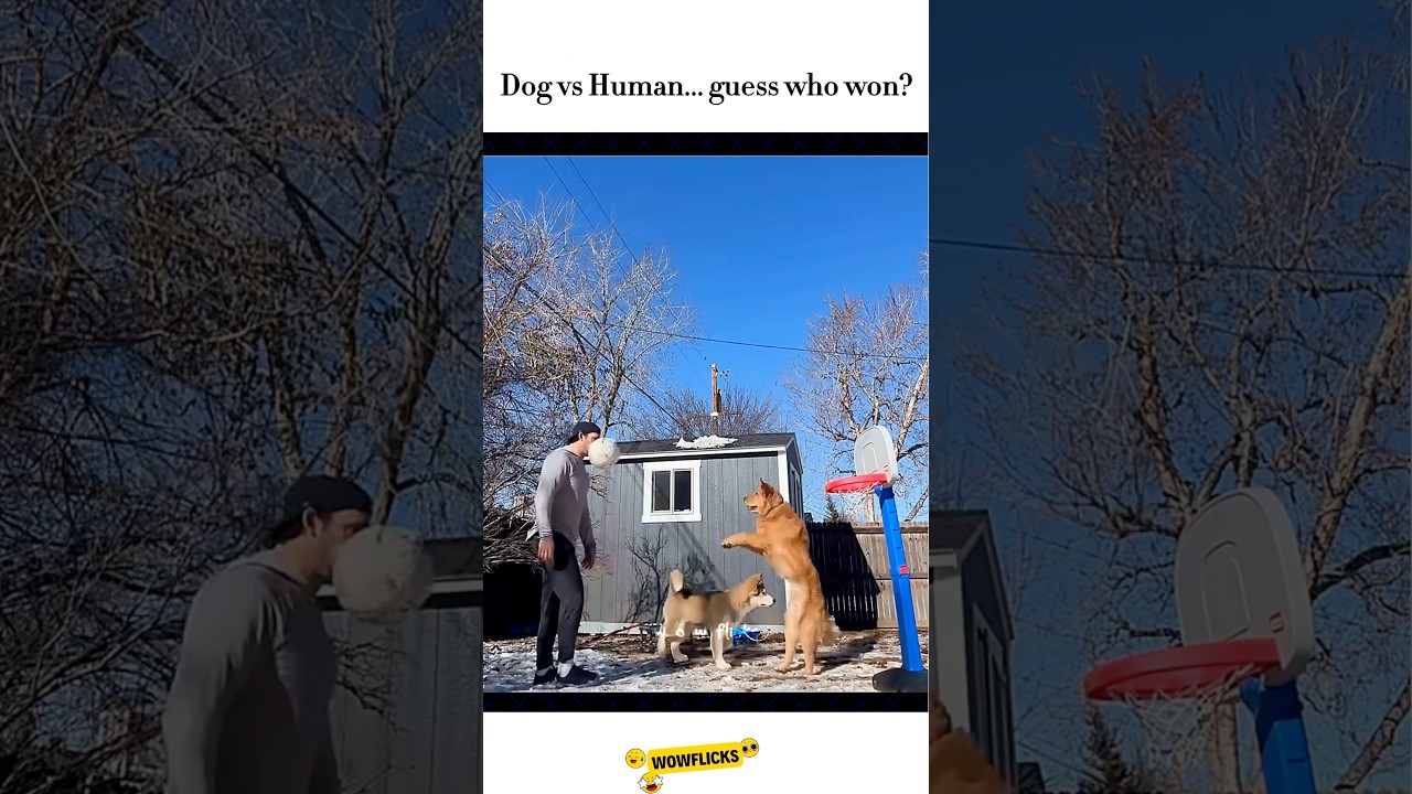 Dog vs Human... 