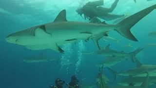 Stuart's Cove Shark Dive
