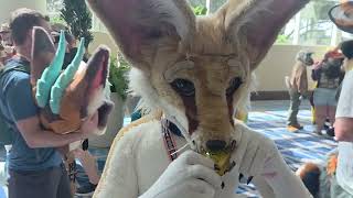 Fennec tearing a soda can in half