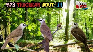 Download lagu RIBUT...!!!SUARA TRUCUKAN RIBUT MEMBUAT TRUCUKAN LAIN EMOSI