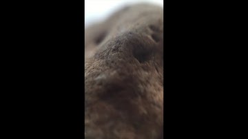 Turn your phone camera into a microscope