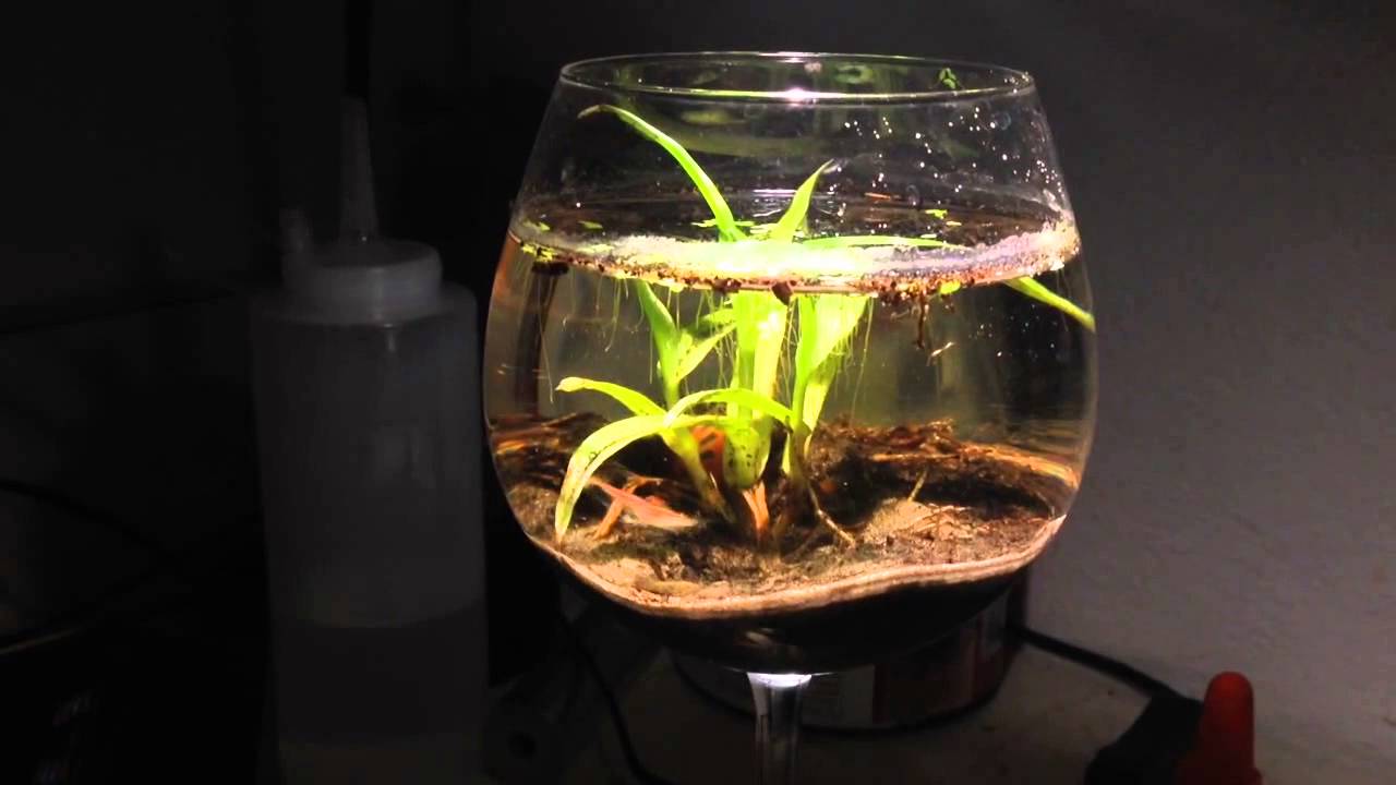 Wine Glass Aquarium YouTube