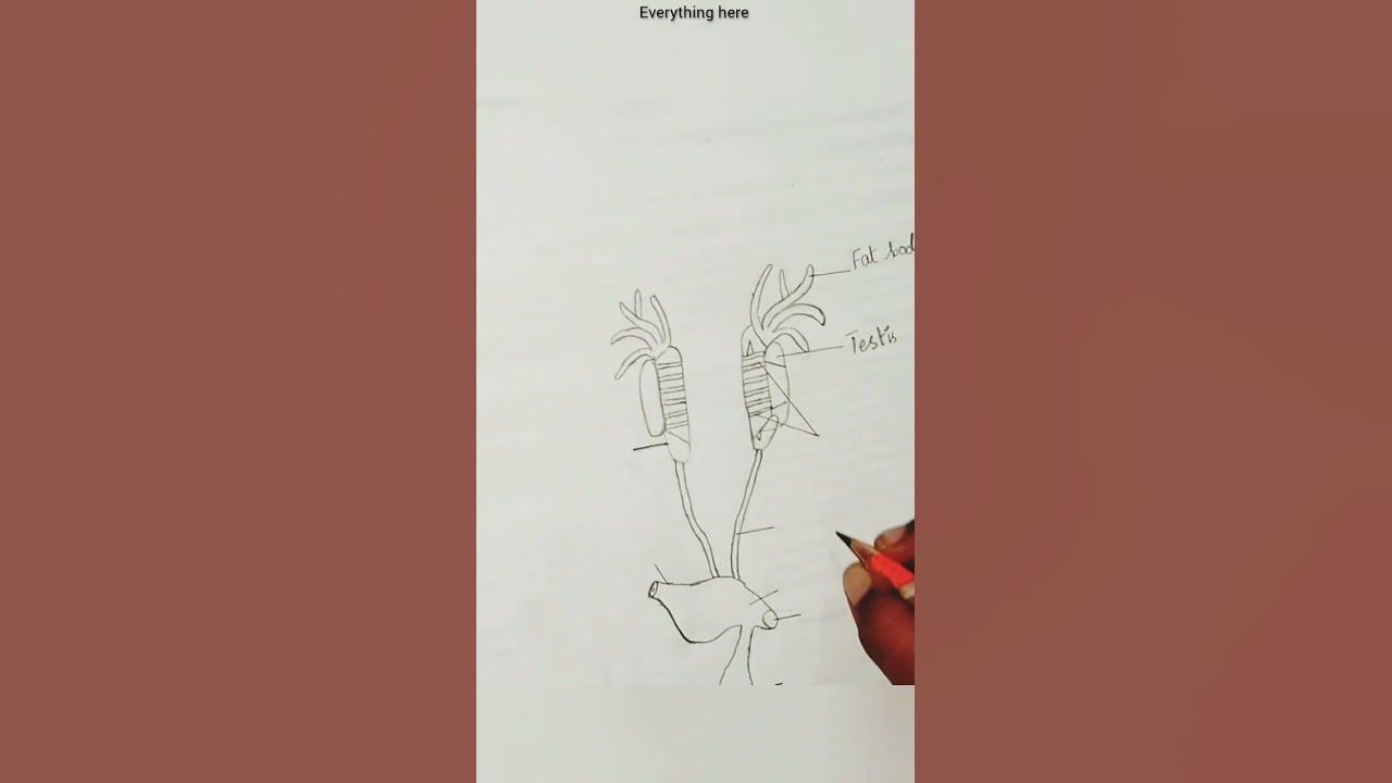 urinogenital-system-of-male-frog-diagram-urinogenitalsystem