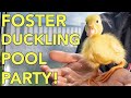 Foster duckling pool party! (Billie made two new friends!)