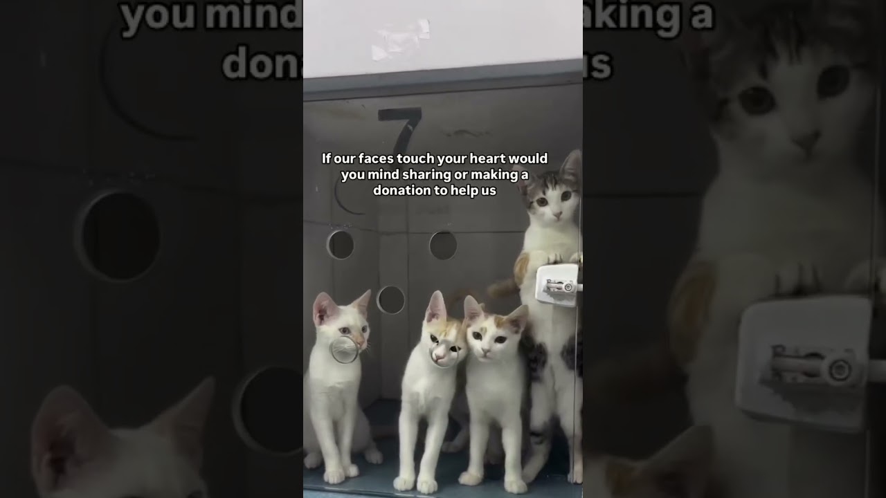 Please donate via our link in the bio