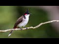 Best Red -whiskered Bulbul Song || Wonderful Nature Sounds ||  1hr relaxing nature sound