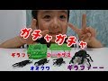 【カブトムシ】昆虫ガチャガチャ 【クワガタ】