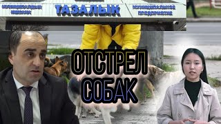 КАК В БИШКЕКЕ БОРЮТСЯ С БРОДЯЧИМИ СОБАКАМИ?  ЧТО ИМ ГРОЗИТ ЗА АГРЕССИВНОЕ ПОВЕДЕНИЕ?