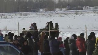 Зимние конные соревнование Шушенское 2016 (Horse–Animal-racing-конь-смотреть-онлайн-скачка) Зимние конные соревнование Шушенское 2016 (Horse–Animal-racing-конь-смотреть-онлайн-скачка)