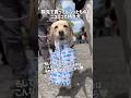 旅先で買ってもらったものをニコニコで持つ犬★#shorts #ラブラドールレトリバー #labradorretriever #可愛い #癒し #笑顔 #大型犬 #ぼんちゃん