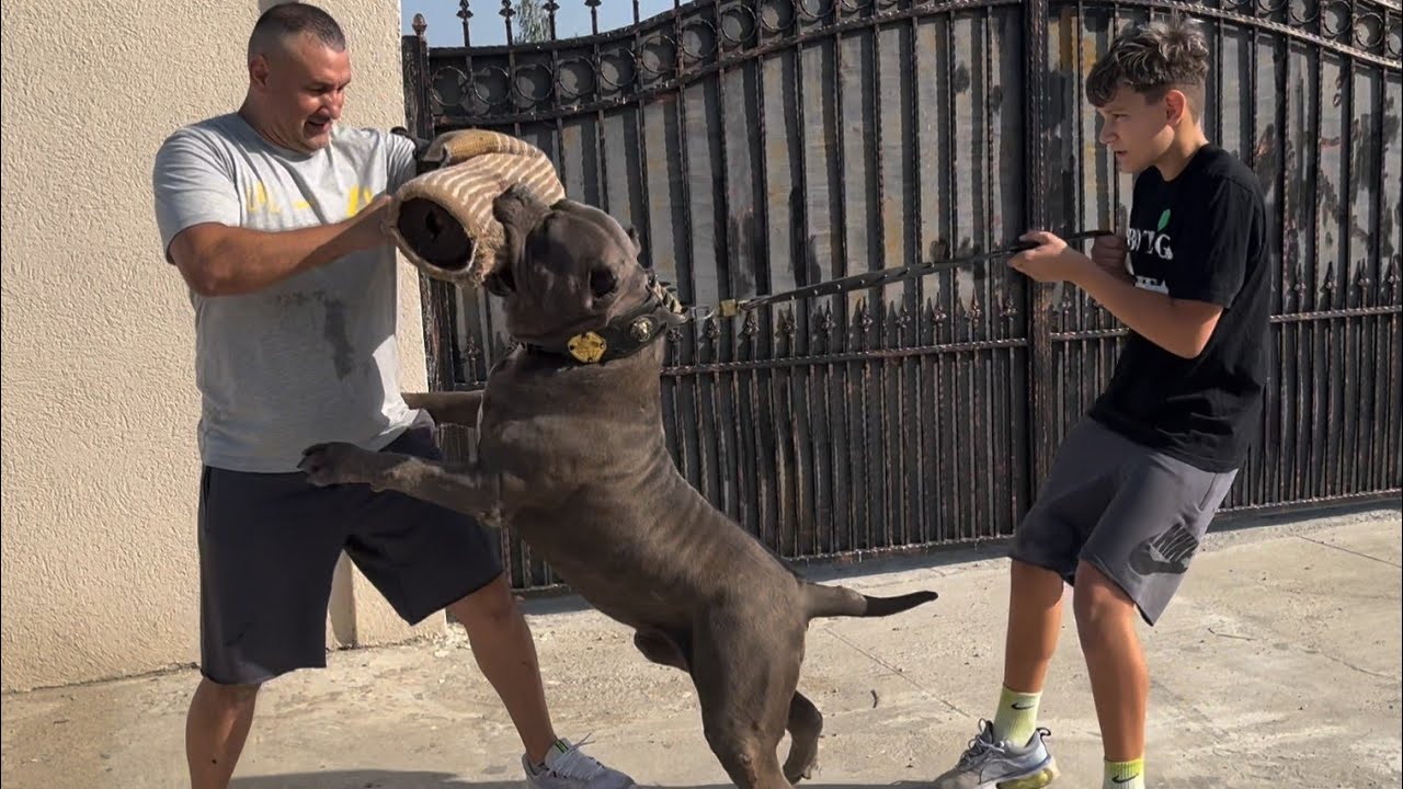 ☝️Cele mai mari exemplare din lume de XXL AMERICAN BULLY crescute de un român ‼️