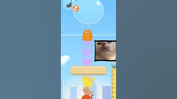 Cat Stack - 8.8 meters - Gameplay Walkthrough (iOS & Android) #shorts #games #funny