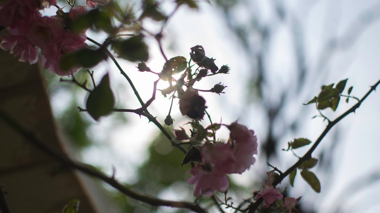 Sapa April 2022 - Vietnam