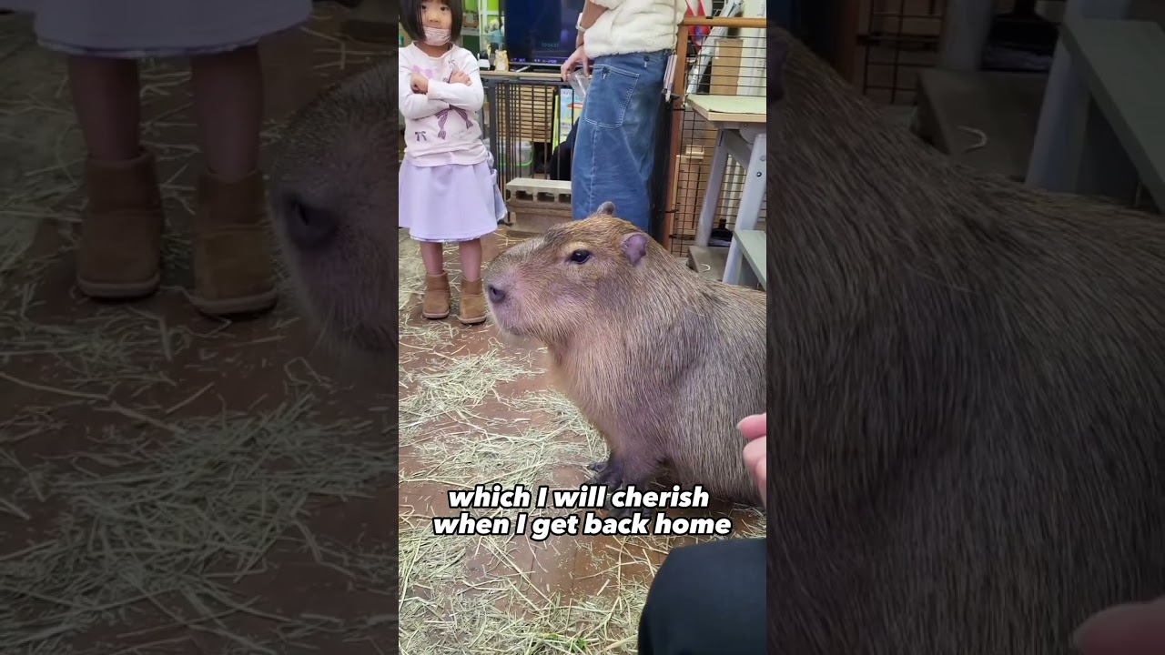 Capybara Cafe in Yokohama, Japan ( カピバランド PUIPUI ) @capybaraland 