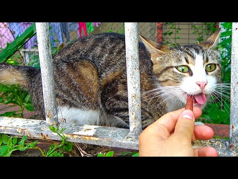 Video: Fødevarer Til Mennesker, Der Er Farlige For Katte - Cat Nutrition Nuggets