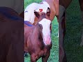 743 CAT WOMAN FC Reining 2025 Looking For Home More Info Video 39 3290575174 
