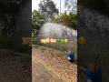 sajjan Raazi 🌻 8 वर्ष पूर्व लगाये गए पौधे 🌳🥰, nature lovers #gardening #music #love #ytshorts