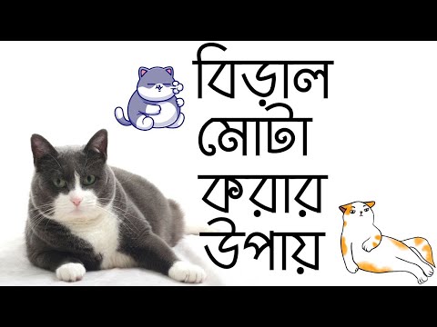 ভিডিও: হেঙ্কেল - শীর্ষ মানের পণ্য