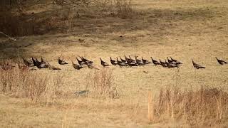 Flying Wild Turkeys!