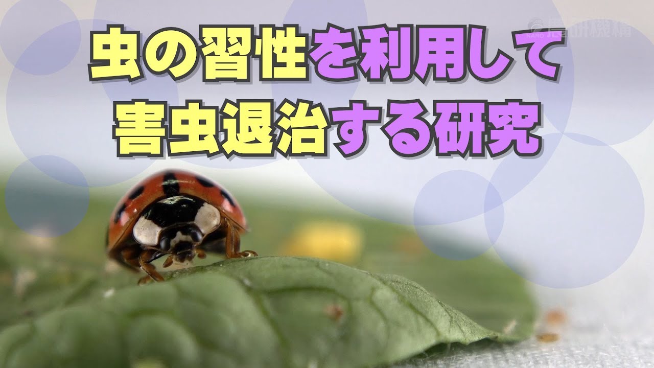 虫の習性を利用して害虫退治する研究 Youtube