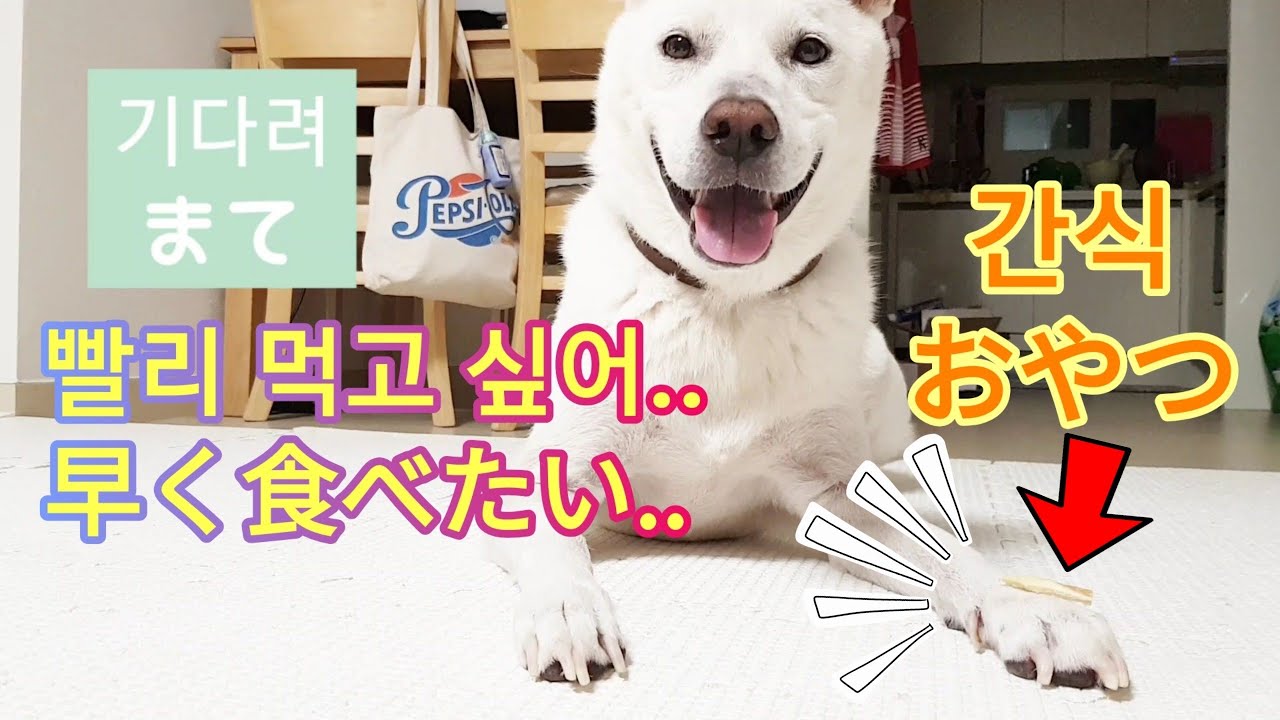 珍島犬 シロができることを見せます お手 ふせ 仰向け 待て 日韓バイリンガル犬 Jindodog Youtube 珍島犬 シロができることを見せます お手 ふせ 仰向け 待て 日韓バイリンガル犬 Jindodog Youtube