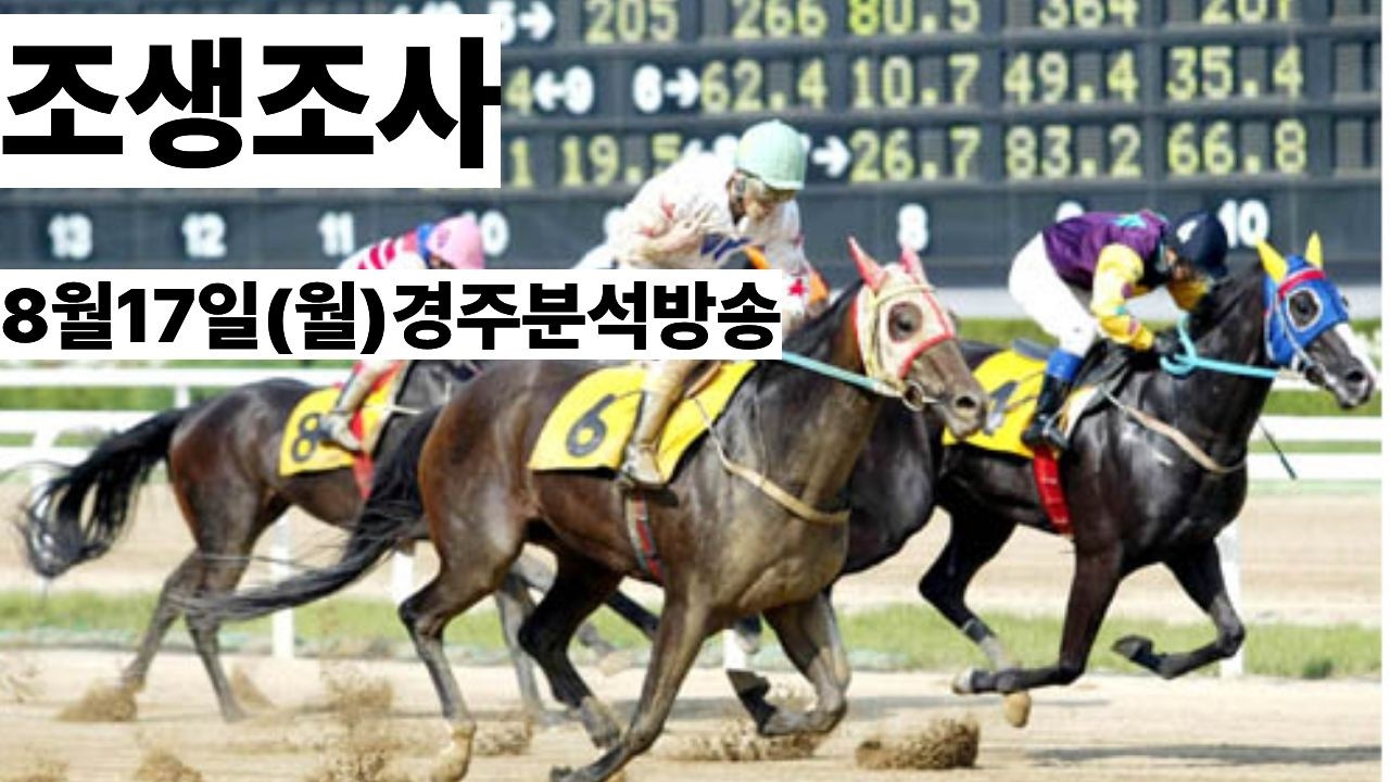 조생조사(8월17일,월요경마 분석방송)