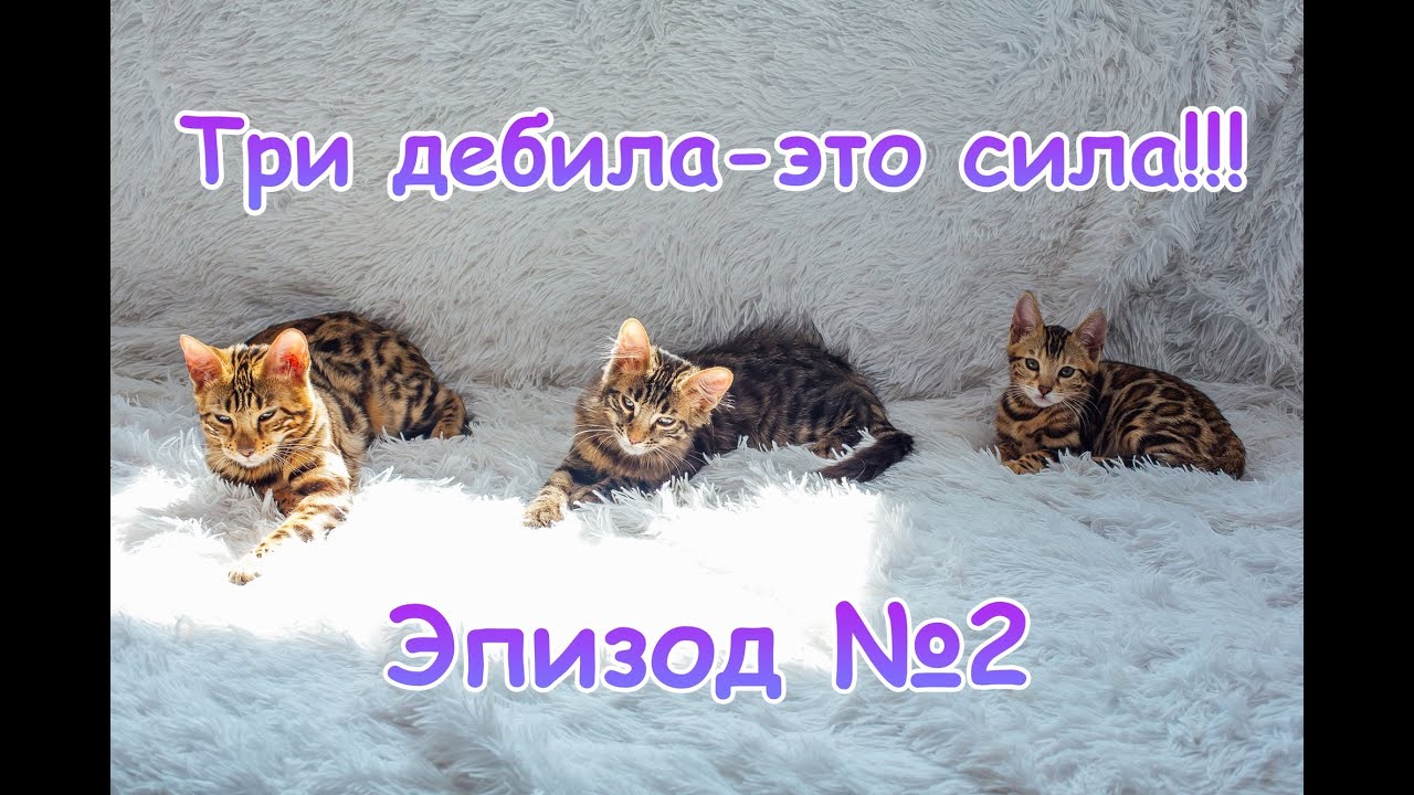 Картинки три дебила это сила