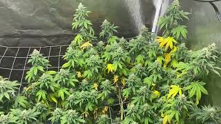 Orange Pit Viper From Harley Grower