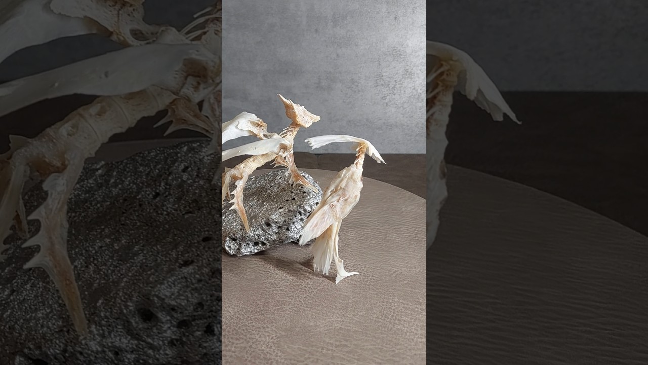 Кости рыб🔥 Фантастические фигуры 🔥🐟 Птичка и Лисичка!!!  Коллекция МОНСТР&ФИШ 👍