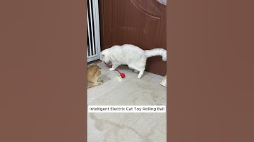 Watch My Cat Chase This Unpredictable Rolling Ball! | Intelligent Electric Toy