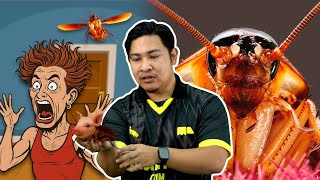 Ada Ke Lelaki Takut Lipas?